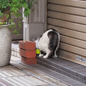 kei back view eating