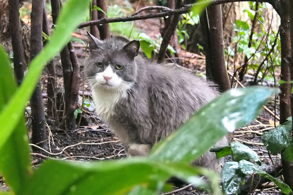 otto in rain