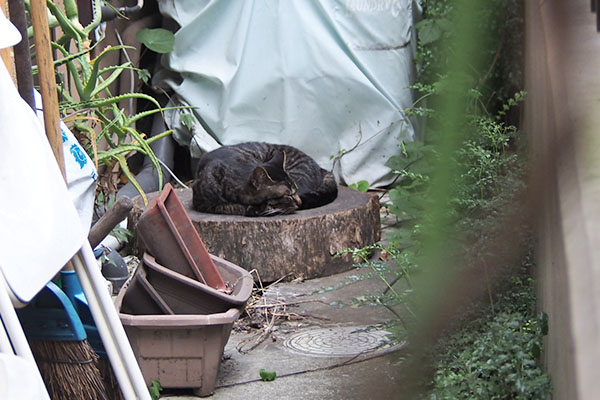 きじとらちゃん　寝てる