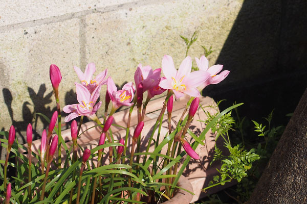 flower pink in a pot