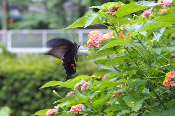 butterfly and flower