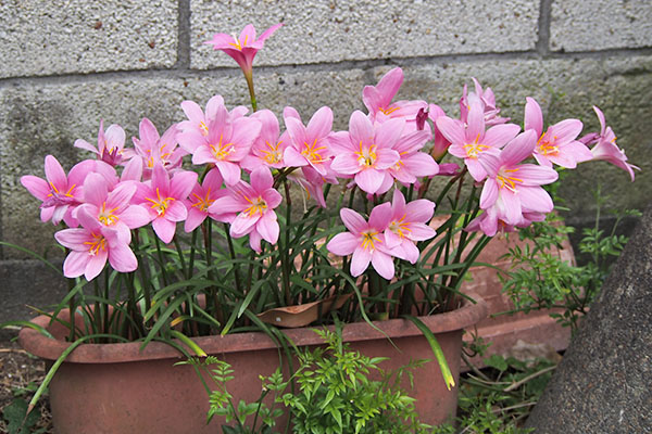 flower pink in the pot broom