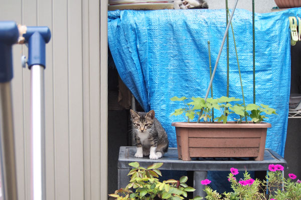 上にリンクスのあんよ手前ソックス