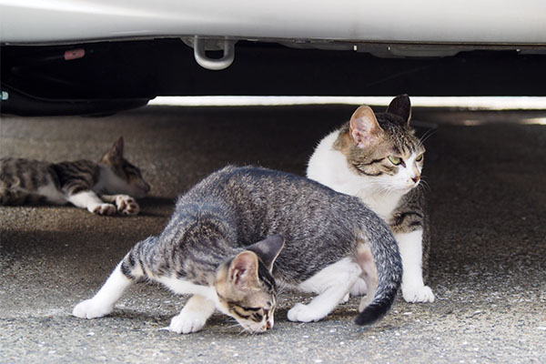 さくらと仔猫ず５