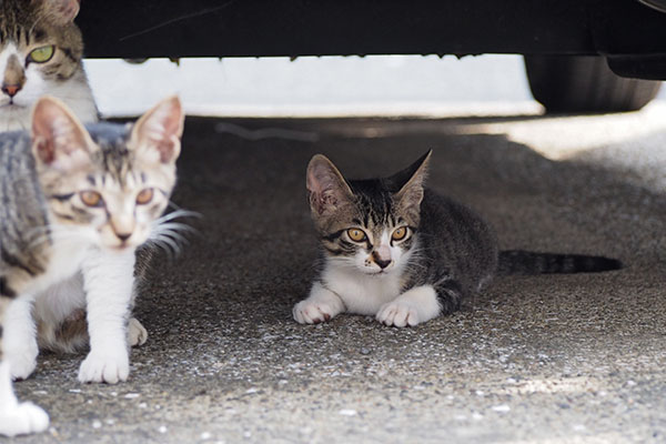 さくらと仔猫ず７