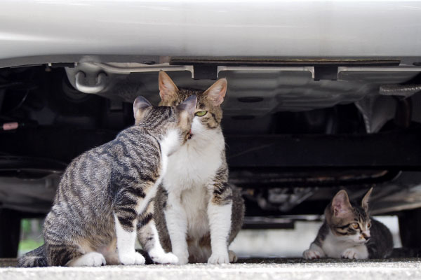 さくらと仔猫ず９