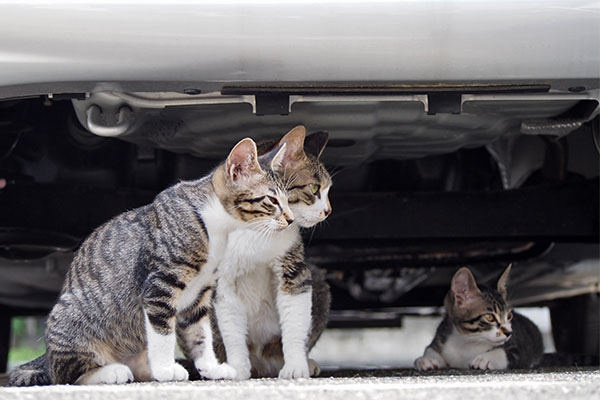 さくらと仔猫ず１１