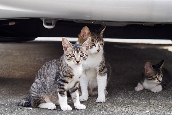 さくらと仔猫ず１２