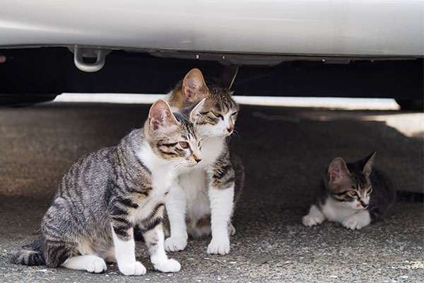 さくらと仔猫ず１３