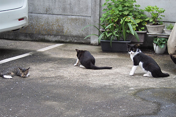 仔猫と白黒ず