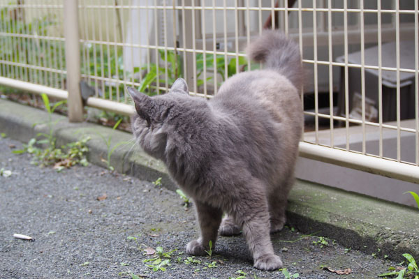 再び振り返る　マフ