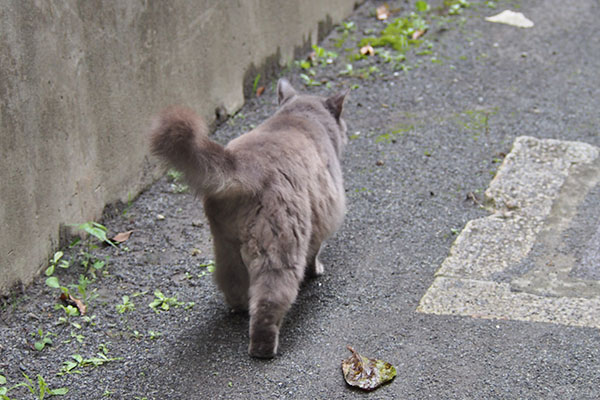 マフ　しっぽを上げて誘導