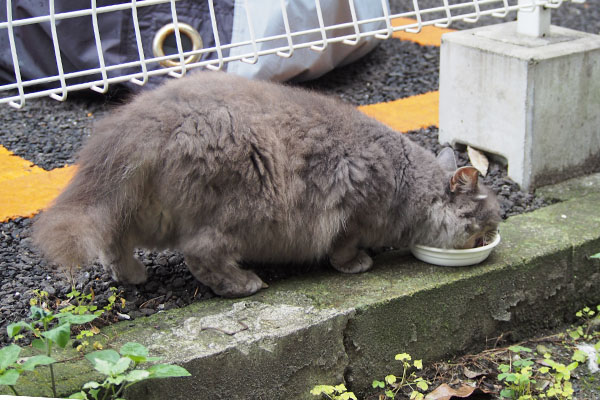 マフ　食べてる　斜め後ろから