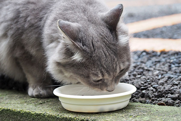 マフ　鼻シワ