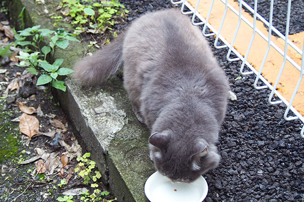 マフ　ほぼ完食