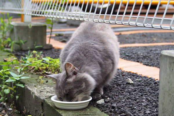 お代わりを食べる　マフ