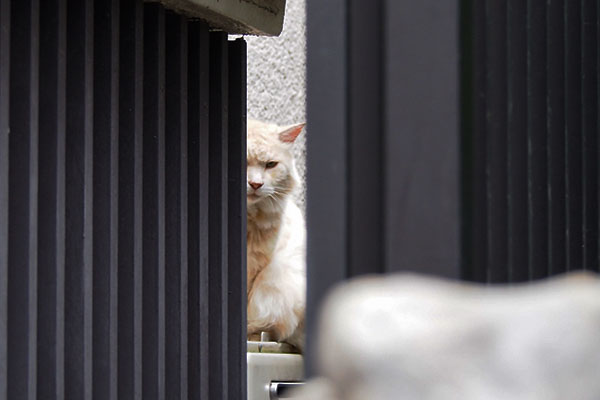 ナリコマ君　給湯器上