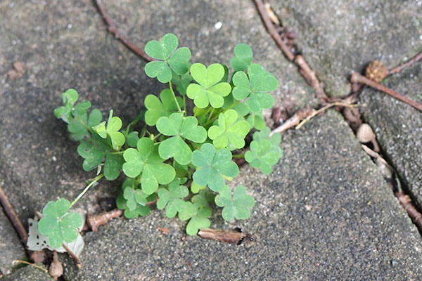 clover flower green