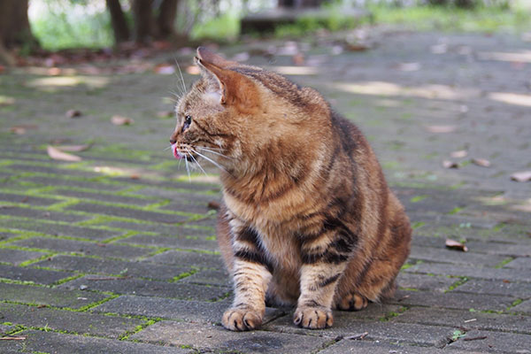 クラタン　お座りしてぺろ