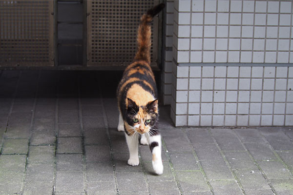 リコ　しっぽを上げて来る