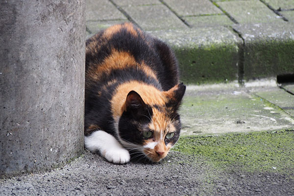 リコ　地面のチェック