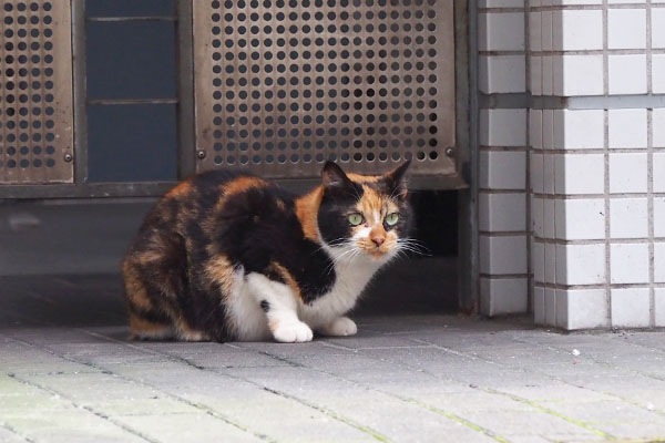 リコ　何にゃ