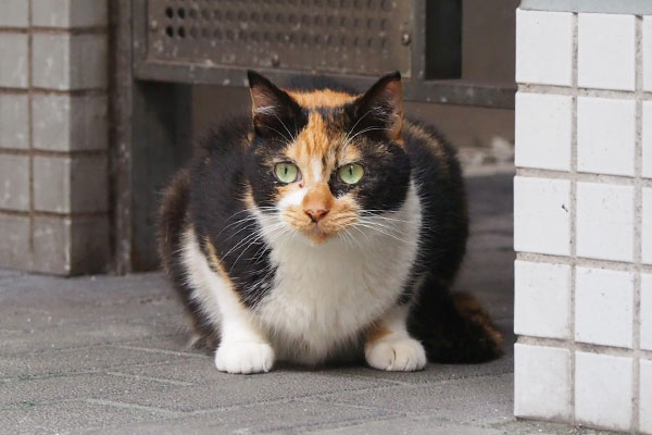 リコ　常にふっくら