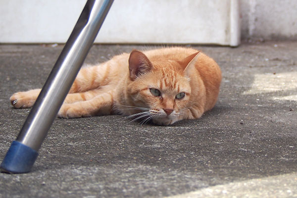 ソラちゃん　仔猫を見てる