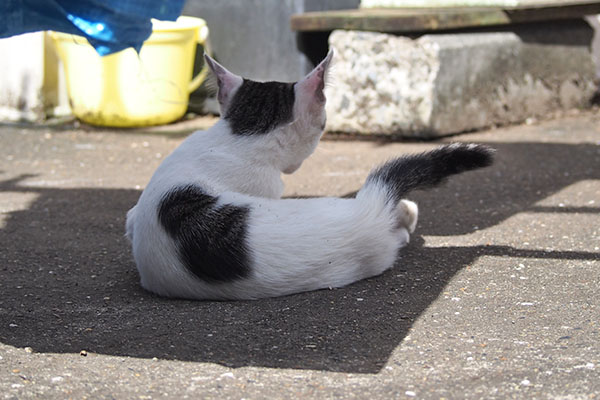 しろまる　正気に戻る