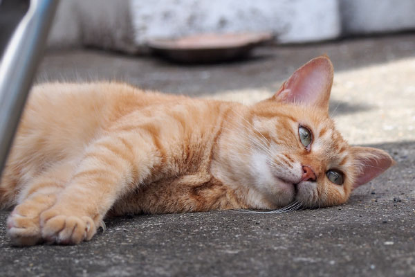 ソラ　仔猫の動きチェック