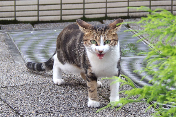 ネオン　イカ耳でコワイ顔でおねだり