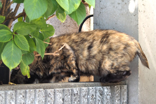 サビーヌ　花壇にイン