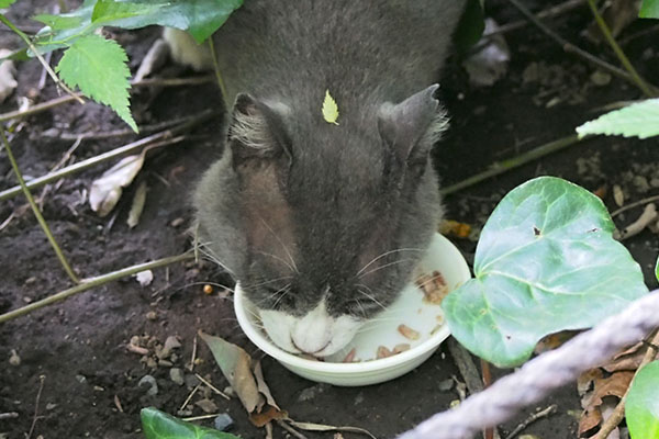 オット　食べる　葉っぱをのせて