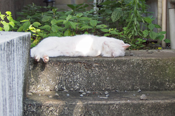 チロル　階段の上