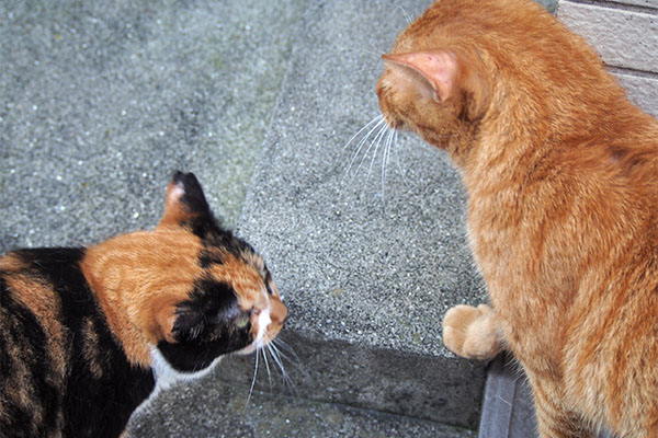 カブと合流するリコ