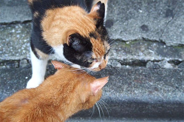 カブからゴチンする