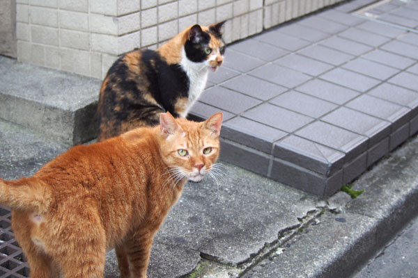 カメラ目線のカブと前見てるリコ