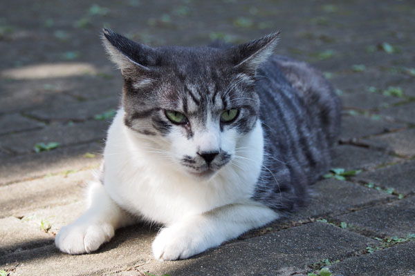 タンタル　横になってイカ耳