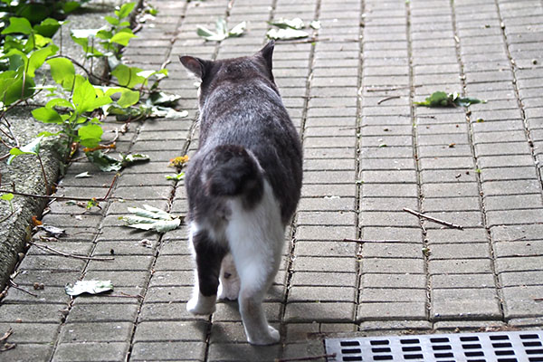 タンタル　少しガニ股