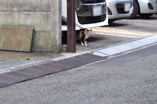 ミク　車の下