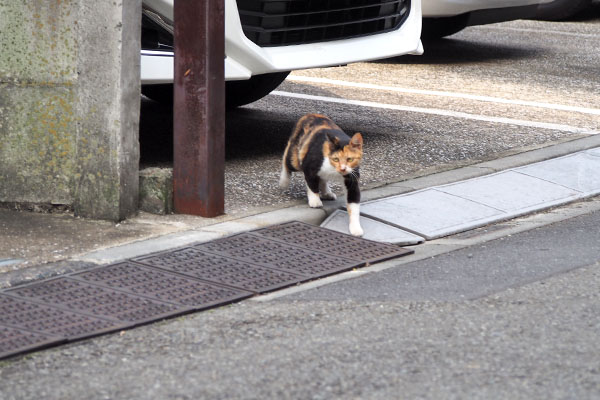 ミク　こっちに来る