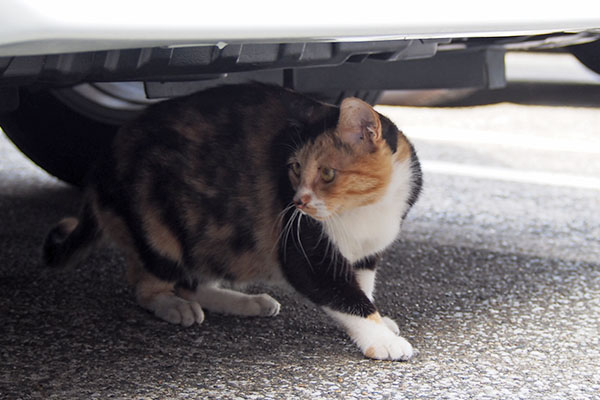 ミク　ふにっと横見る