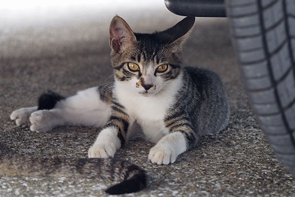 rinx relax under the car