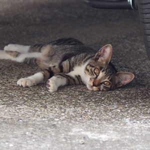 socks relaxing under the car