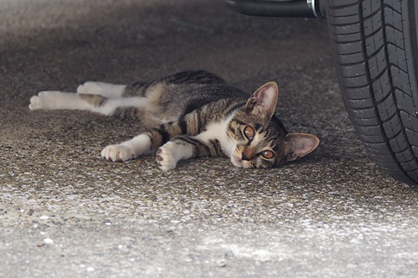 socks relaxing under the car