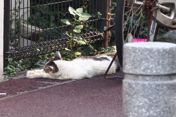 ヤン　道路脇