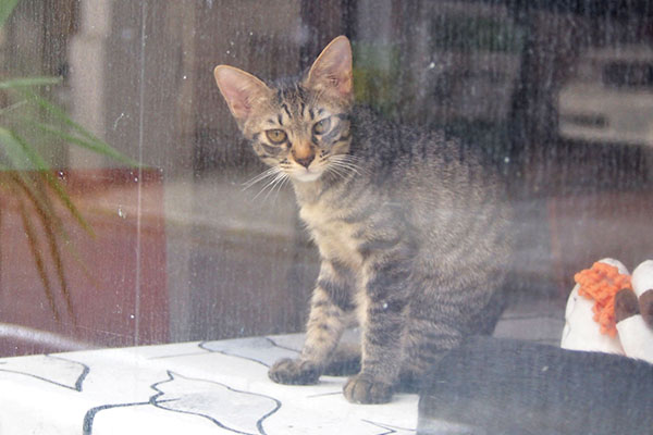 きじとら仔猫　にゃんだ