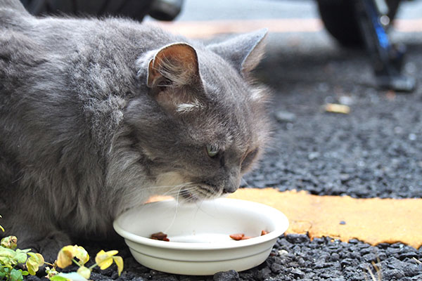 マフ　食欲は変わらず