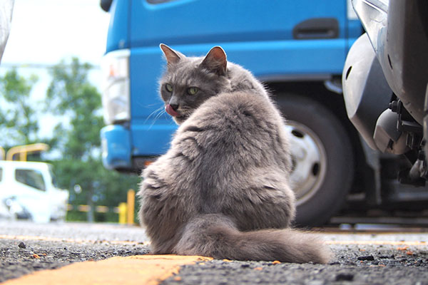 マフ　恒例の一度だけ振り向く