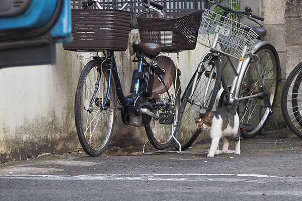 まっすぐ歩く　オンブレ